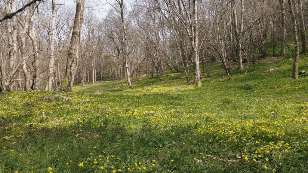 Tarrant Valley Circular Walk