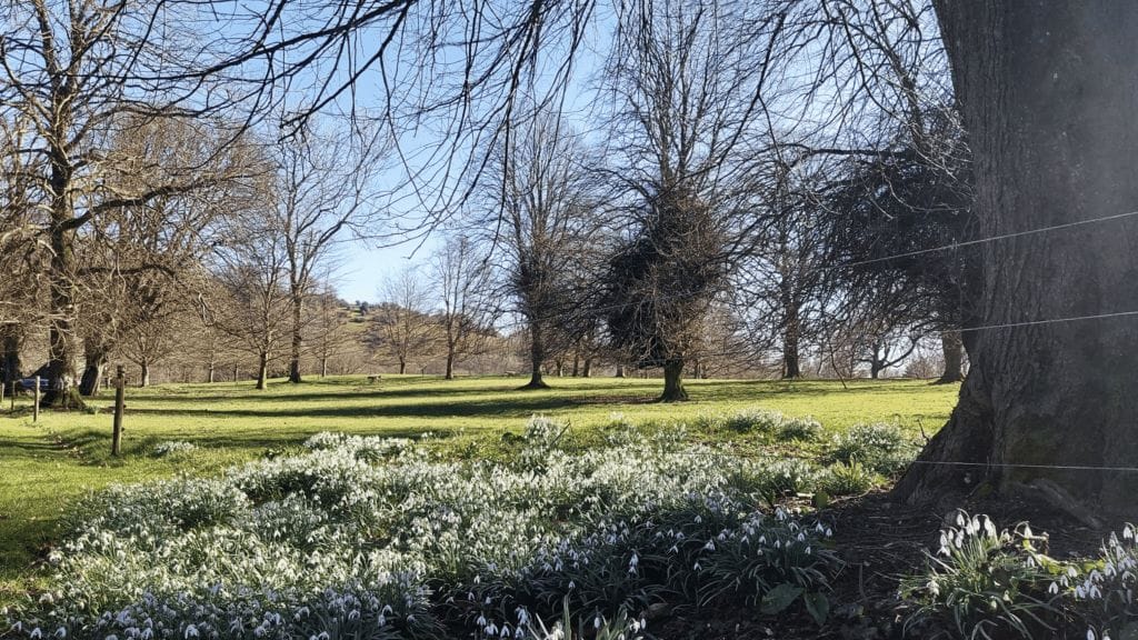 snowdrops on Dorset walks at Binghams Melcombe
