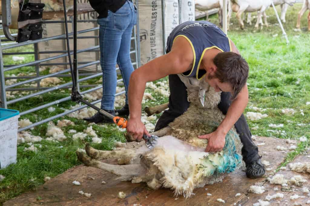 sheep shearer at work - countryside Student Support Fund will help farmers of the future