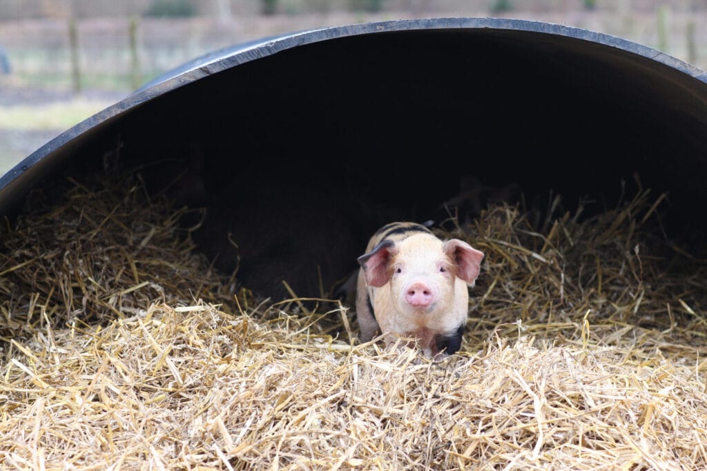 One of the latest Oxford Sandy and Black residents on Ham Farm. All images: Courtenay Hitchcock