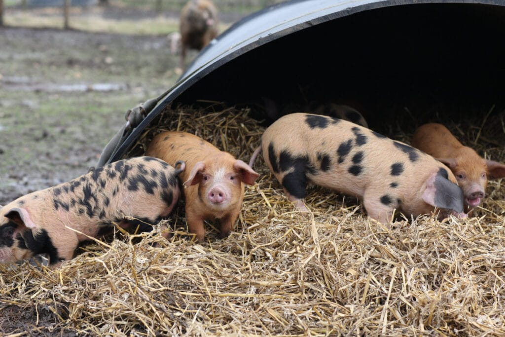 Oxford Sandy and Blacks – OSBs – are rarer than the Giant Panda. There are around 400 registered in the UK, while there are about 2,000 pandas in the wild