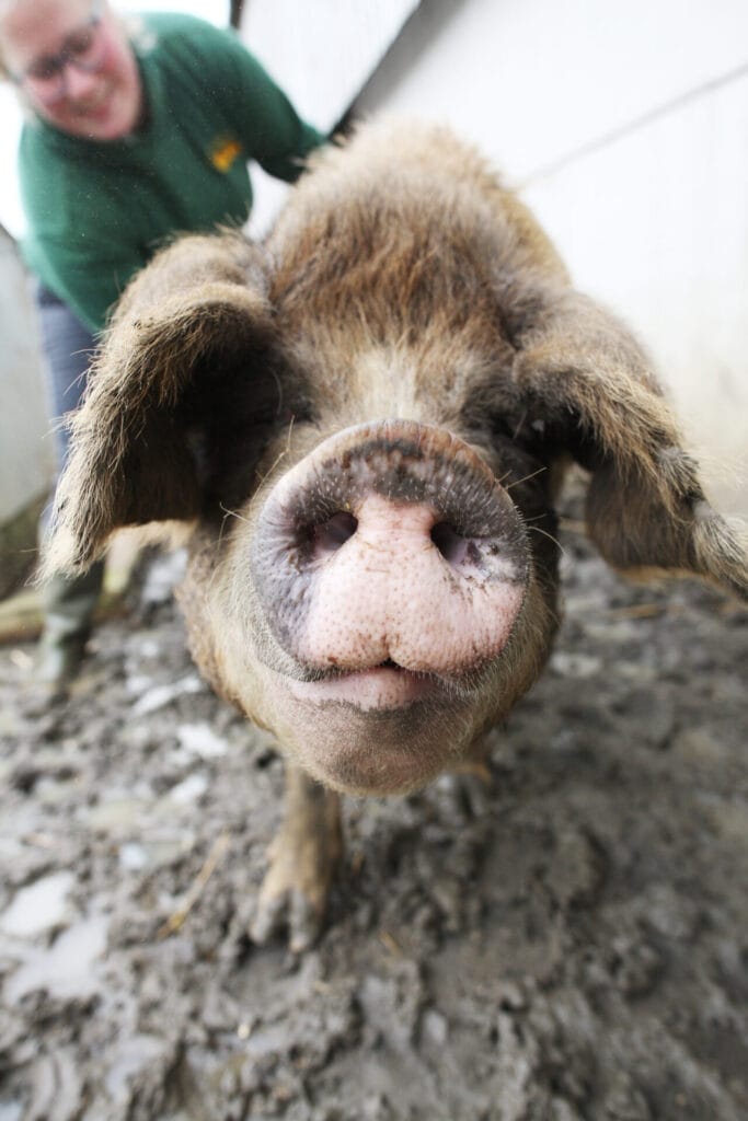 Oxford Sandy and Black sow in Dorset.
Image: Courtenay Hitchcock BV magazine April 2023